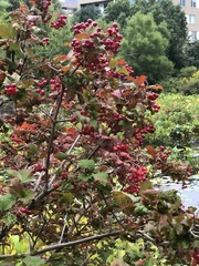 Viburnum opulus