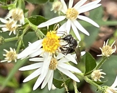 Lasioglossum