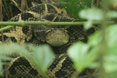 Bothrops jararacussu