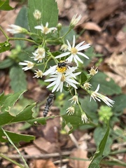 Lasioglossum