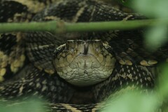 Bothrops jararacussu