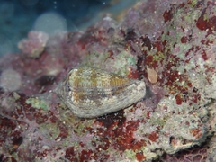 Conus ventricosus