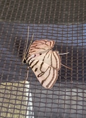 Conchylodes ovulalis