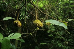 Annona dolabripetala