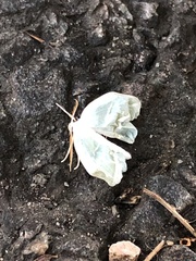 Campaea perlata