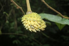 Annona dolabripetala