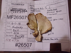 Calcipostia guttulata