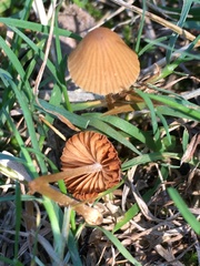 Conocybe tenera