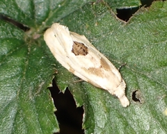 Aethes angustana
