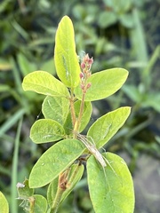 Desmodium incanum