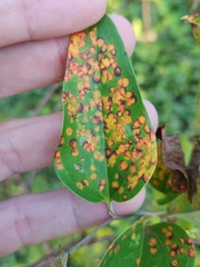 Puccinia smilacis