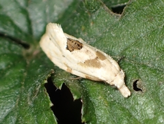 Aethes angustana