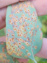 Puccinia smilacis