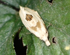 Aethes angustana