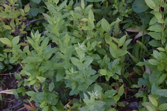 Eucephalus engelmannii