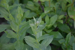 Eucephalus engelmannii