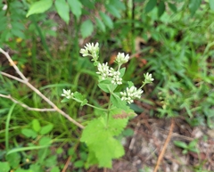 Eupatorium rotundifolium