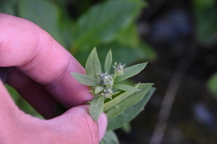 Eucephalus engelmannii