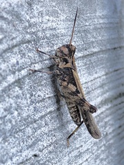 Psinidia fenestralis