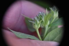 Eucephalus engelmannii