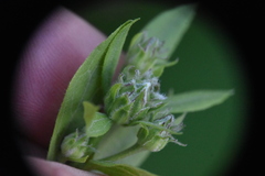 Eucephalus engelmannii