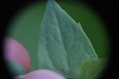 Eucephalus engelmannii