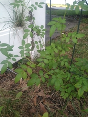 Rosa multiflora