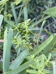 Galium bermudense