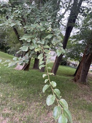 Ulmus parvifolia