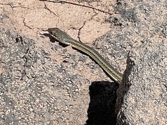 Masticophis taeniatus