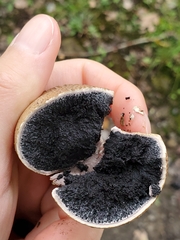 Scleroderma citrinum