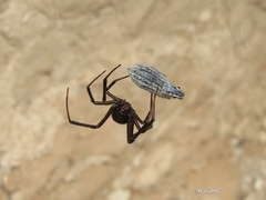 Latrodectus mactans