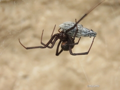 Latrodectus mactans