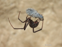 Latrodectus mactans