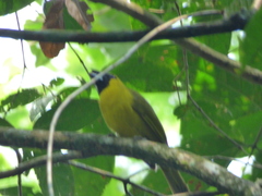 Caryothraustes canadensis