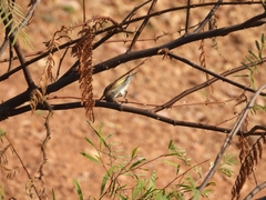 Conopophila