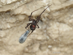 Latrodectus mactans