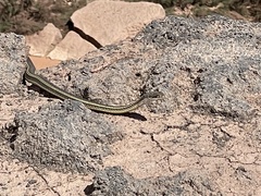 Masticophis taeniatus
