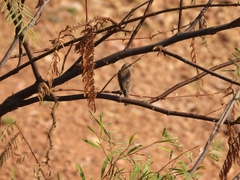 Conopophila