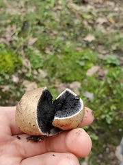 Scleroderma citrinum