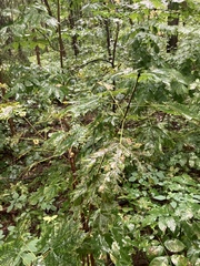 Acer platanoides