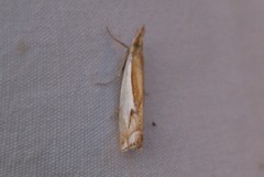 Crambus bidens