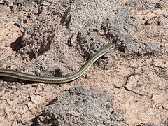Masticophis taeniatus