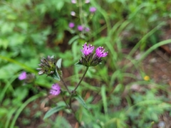 Elephantopus tomentosus