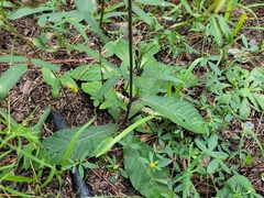 Elephantopus tomentosus