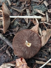 Agaricus diminutivus