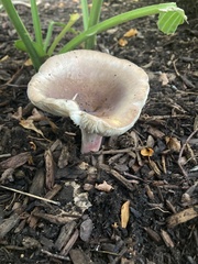 Russula mariae
