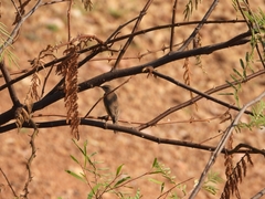 Conopophila