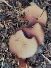 Agaricus diminutivus
