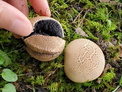 Scleroderma citrinum